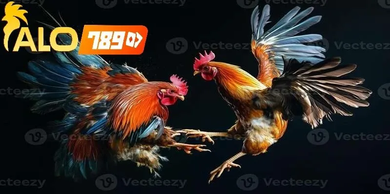 Thông tin cần biết về cách Cách Cá Cược Đá Gà Online Alo789