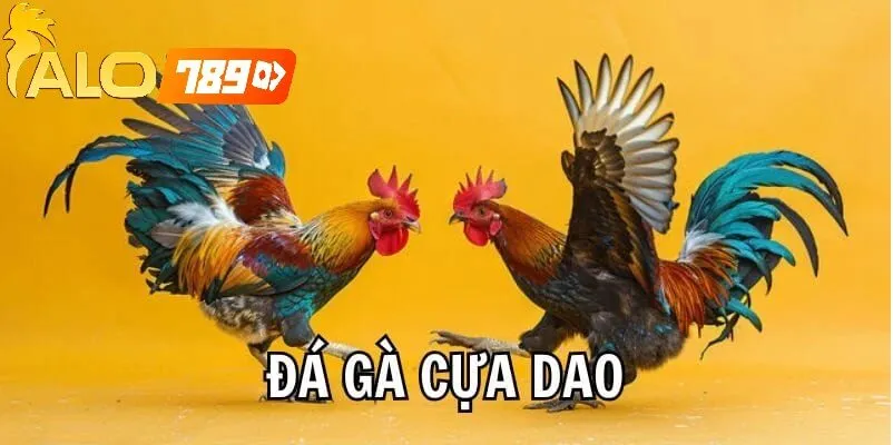 Đá Gà Cựa Dao Alo789 – Trực Tiếp Sống Động, Uy Tín Hàng Đầu