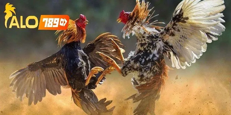 CEO Nguyễn Minh Khánh Và Sự Phát Triển Alo789 Đá Gà Trực Tiếp