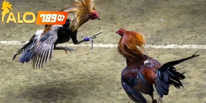 Tính Năng Nổi Bật Của Đá Gà Cựa Tròn Trực Tiếp Tại Alo789