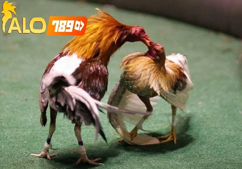 Đá Gà Thomo Trực Tiếp Alo789 – Nhà Cái Uy Tín Với Trải Nghiệm Live Đỉnh Cao